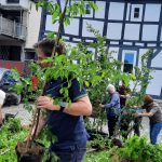 Ein Mann trägt einen Hainbuchensetzling