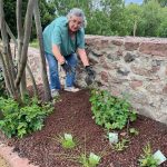 Eine Frau pflanzt Stauden in ein frisch angelegtes BEet an eine Steinmauer